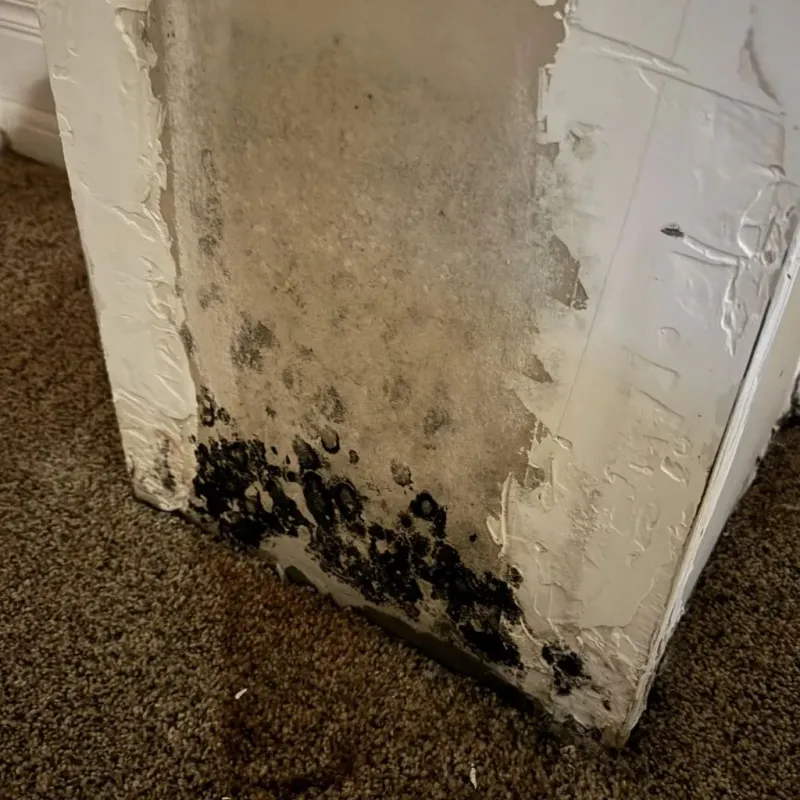 Professional Mold Removal in Sherman Oaks, CA